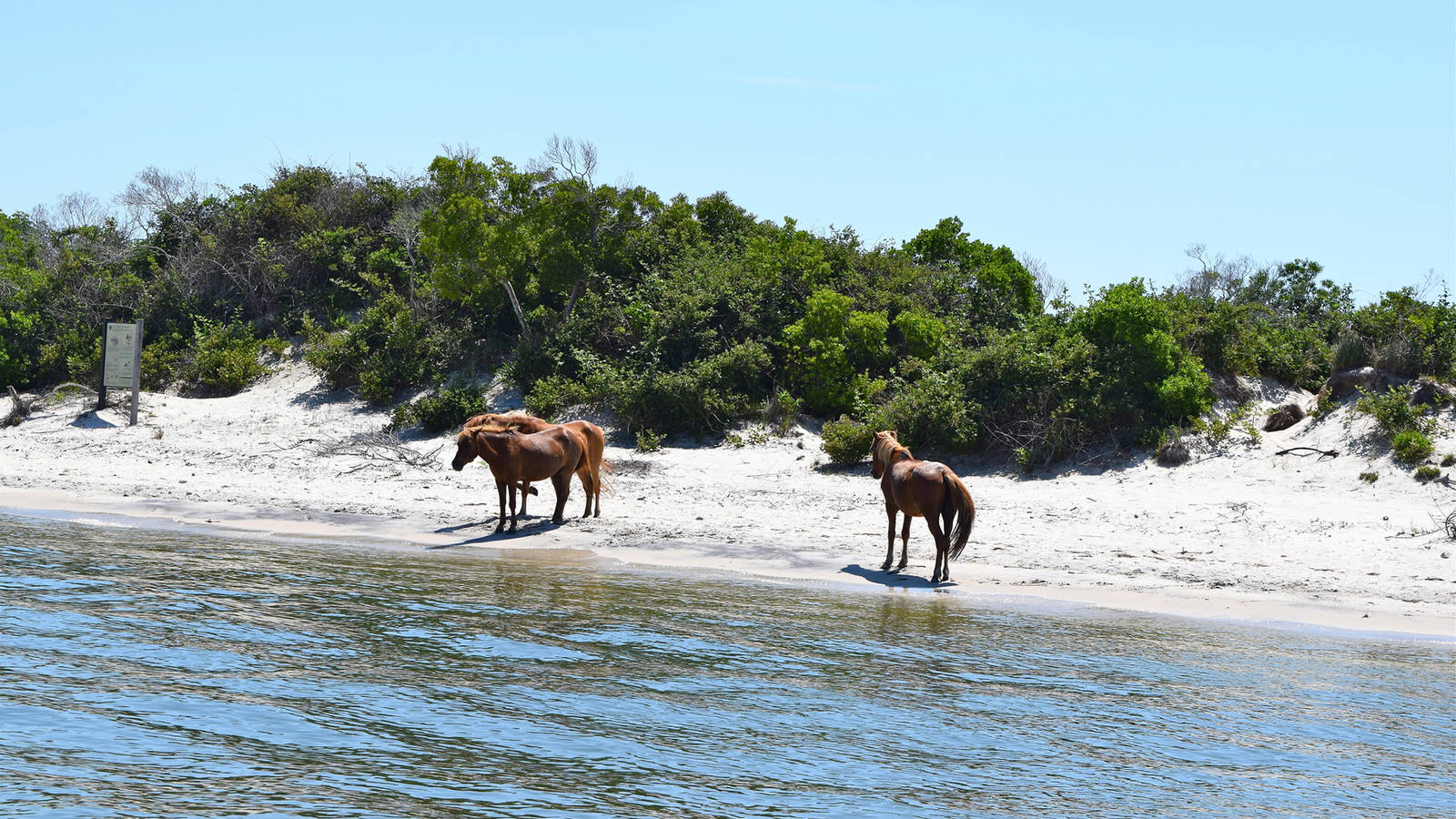 Wild horses along the shore at Assateague Island, Maryland