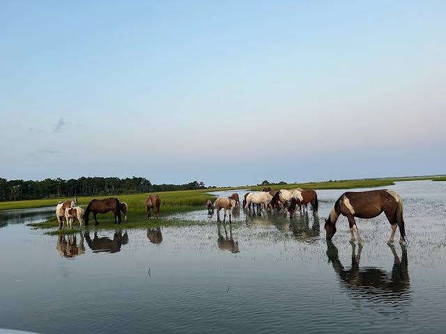 Wild ponies standing in shallow water near Chincoteague Island